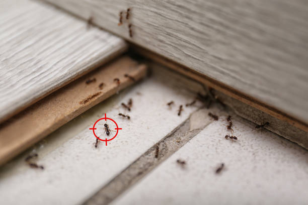 Best Affordable Pest Control Services  in Conning Towers Nautilus Park, CT