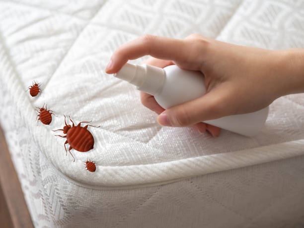 Reliable Conning Towers Nautilus Park, CT Pest Control Solutions